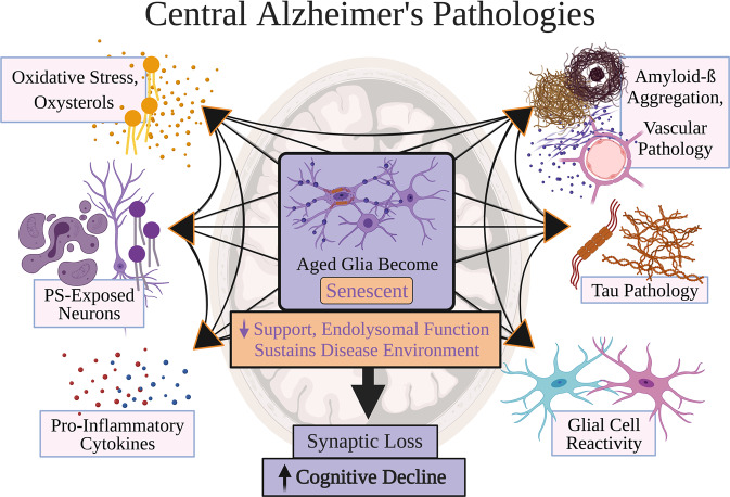 Fig. 1 | Central Alzheimer’s pathologies