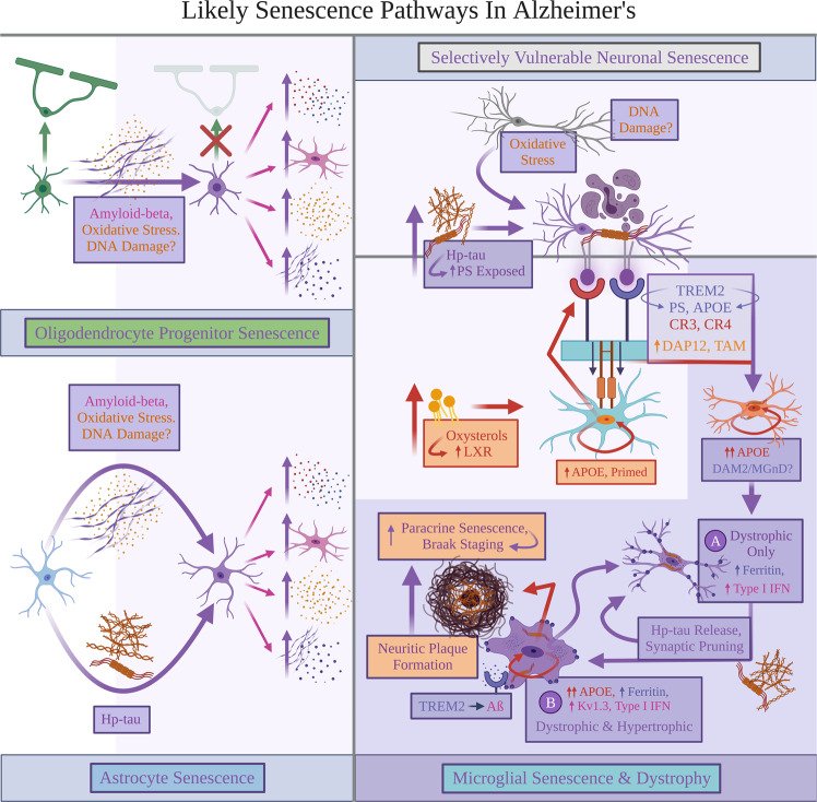 Likely senescence pathways in Alzheimer’s.