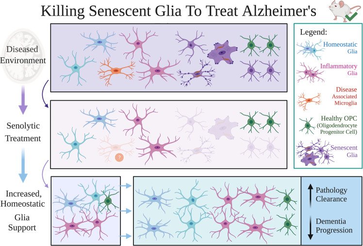 Killing senescent glia to treat Alzheimer’s disease.